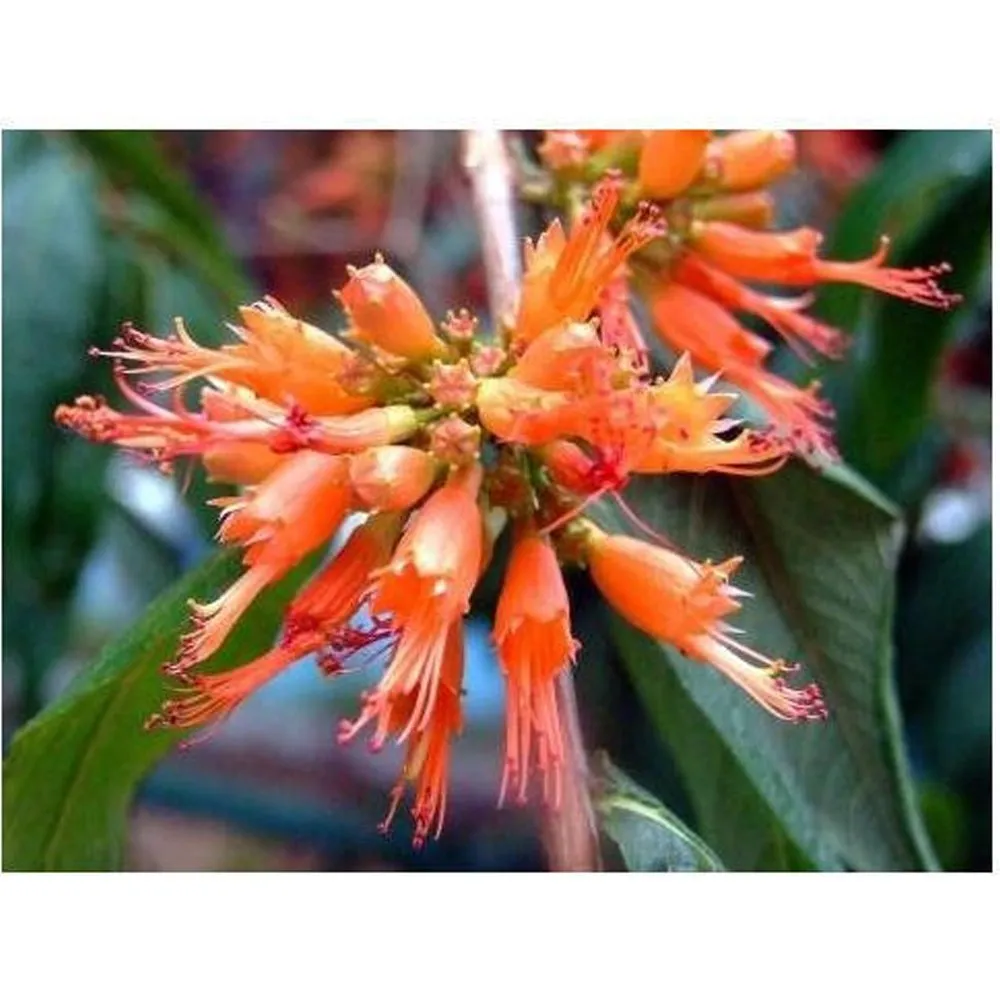 dhai-phool-dry-extract